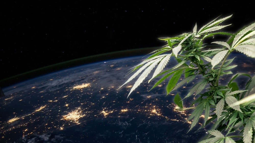 Space X wyśle rośliny konopi na Międzynarodową Stację Kosmiczną
