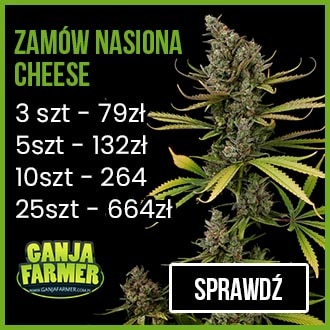 Nasiona marihuany Cheese