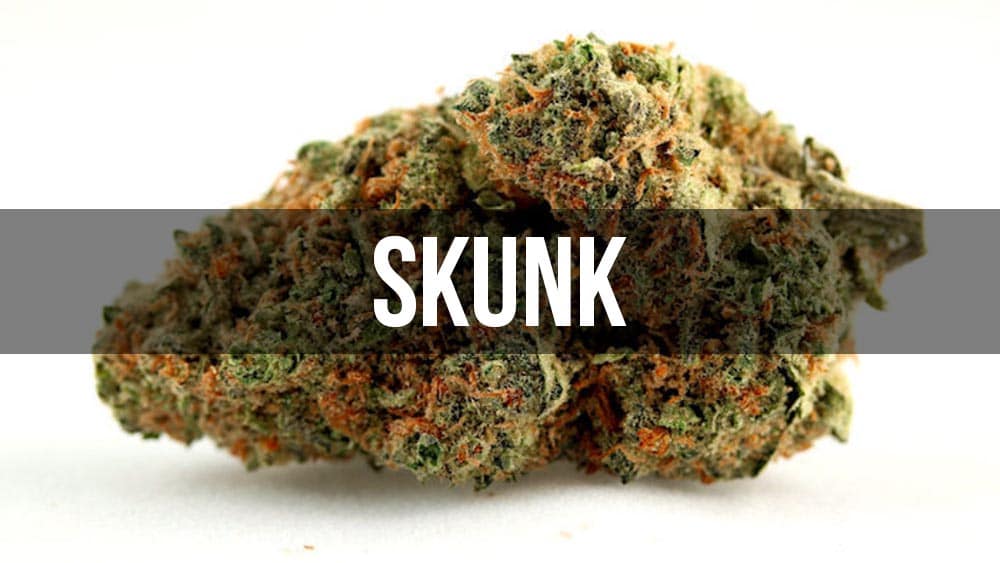 Skunk - historia odmiany marihuany