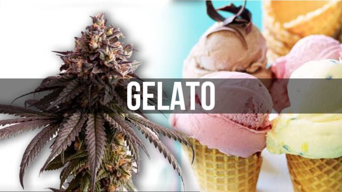 Gelato - jedna z najpopularniejszych odmian marihuany na świecie