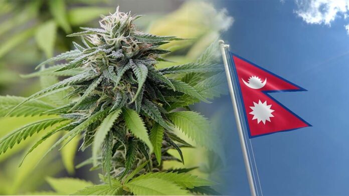 Rząd Nepalu chce zalegalizować marihuanę