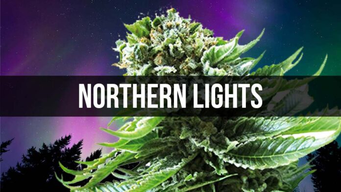 Northern Lights - jedna z najstarszych odmian marihuany indica