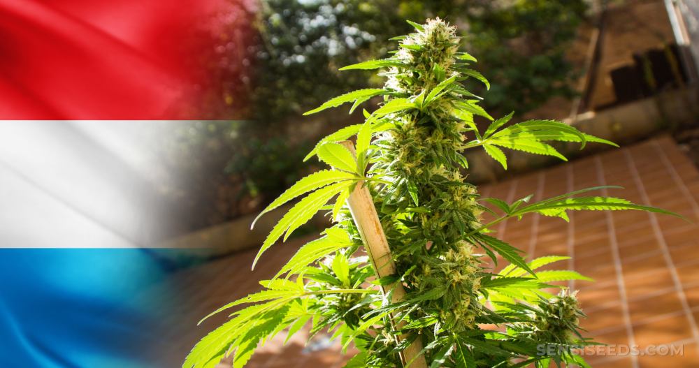 Ministerstwo Zdrowia w Luksemburgu ogłosiło plan legalizacji marihuany
