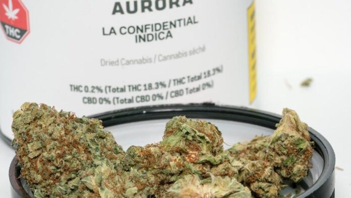 Medyczna marihuana od Aurora Cannabis trafiła właśnie do aptek