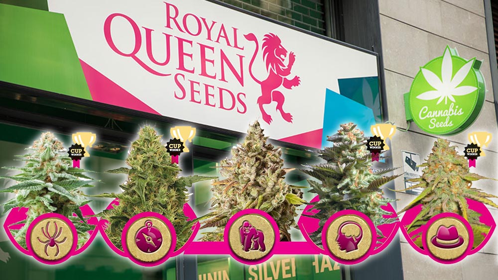Feminizowane nasiona marihuany od Royal Queen Seeds