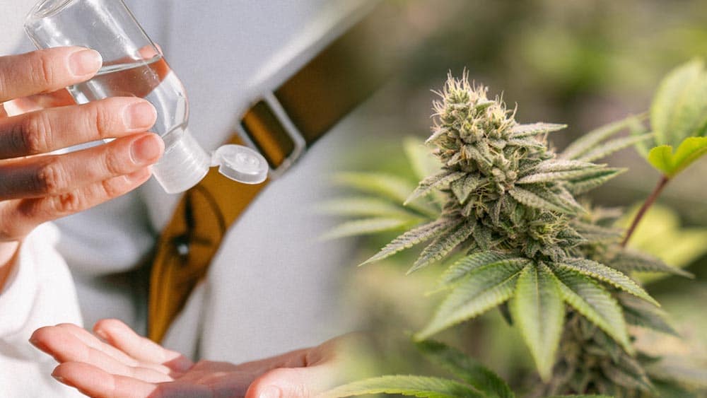 Producenci marihuany będą produkować środki do dezynfekcji rąk