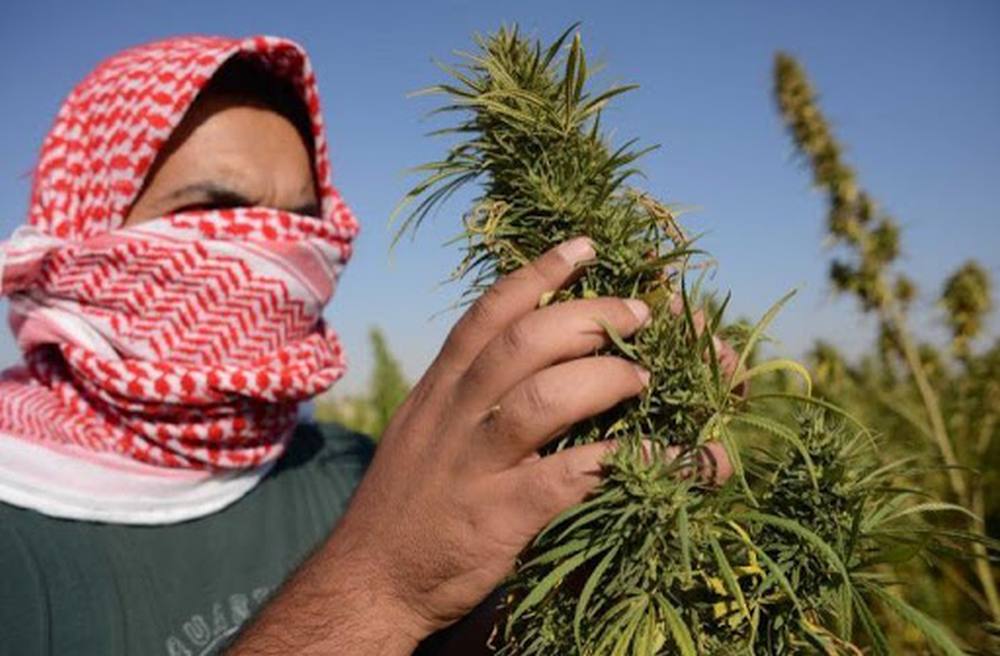 Liban zalegalizował uprawy medycznej marihuany, aby przetrwać kryzys gospodarczy