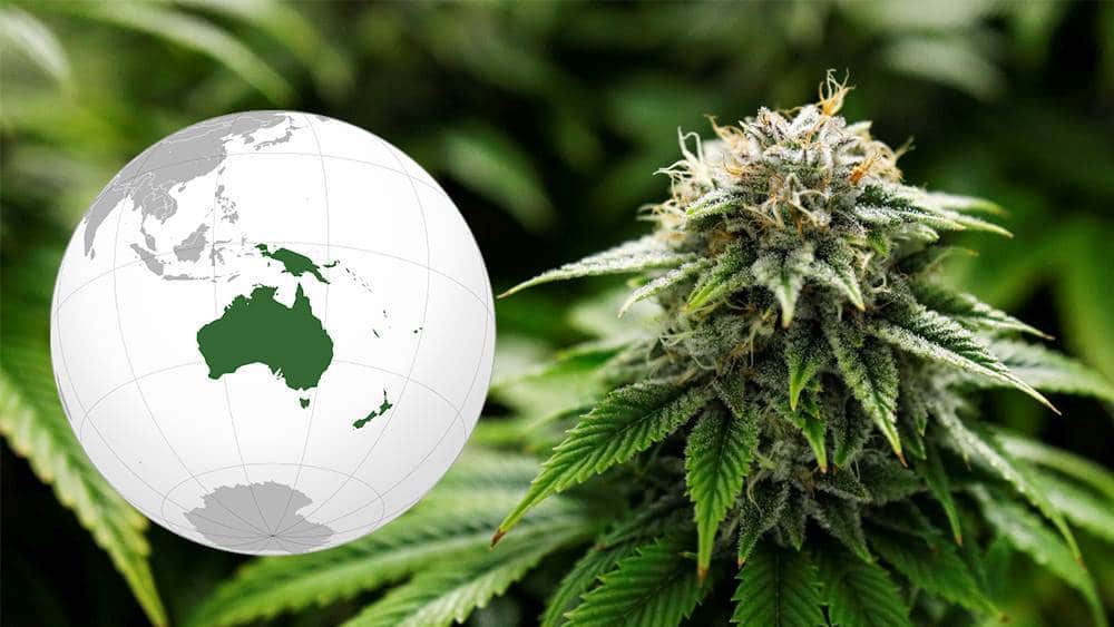 Rynek marihuany w Oceanii może być wart 1.55 mld $