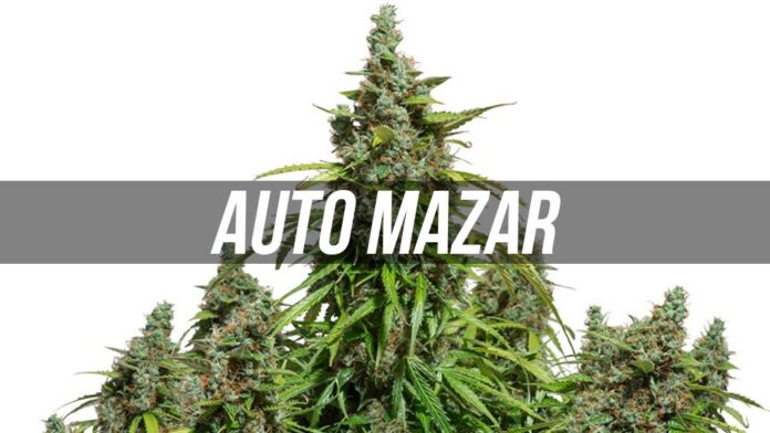 Auto Mazar - nasiona marihuany od Dutch Passion