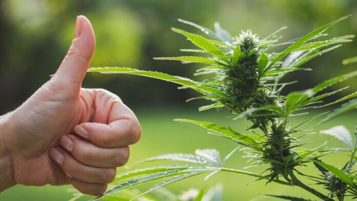 Czy marihuana może być lekiem na zapalenie płuc spowodowane COVID-19?