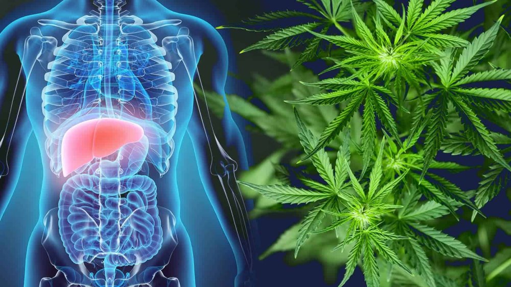 Marihuana zapobiega cukrzycy wśród pacjentów zakażonych wirusowym zapaleniem wątroby typu C