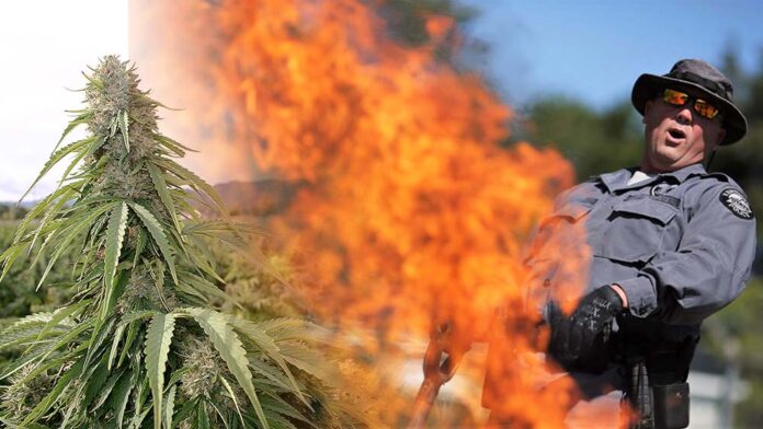 DEA poszukuje firmy do spalania 500kg marihuany na godzinę