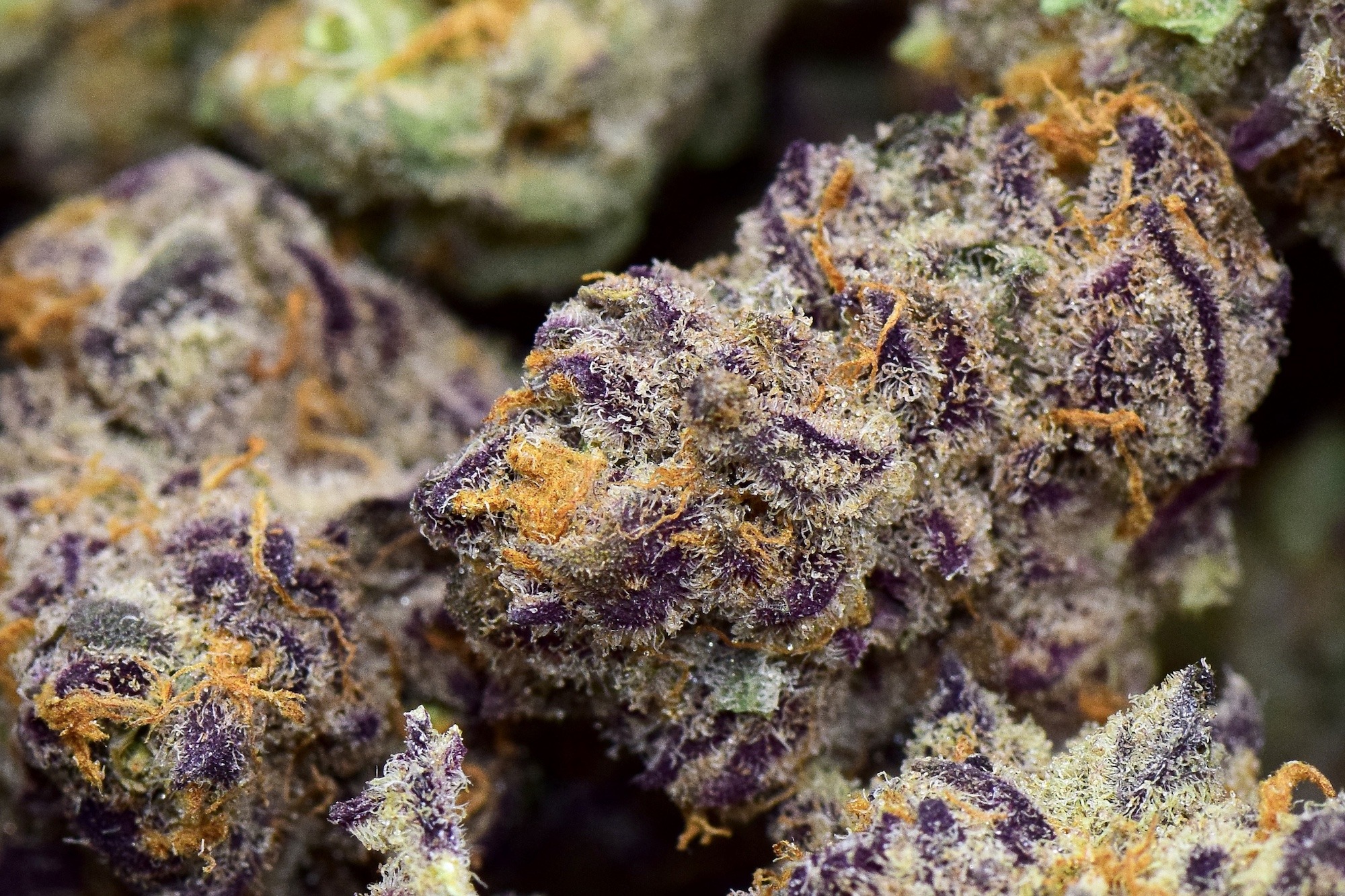 Purple Punch - nasiona marihuany od Barneys Farm