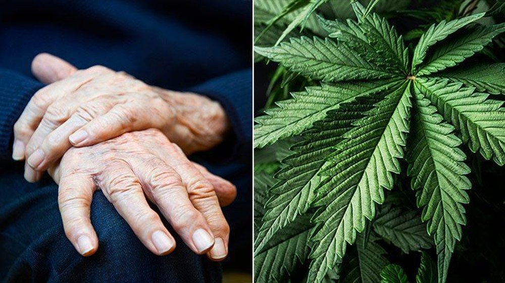 Medyczna marihuana pomaga ponad połowie pacjentów z chorobą Parkinsona