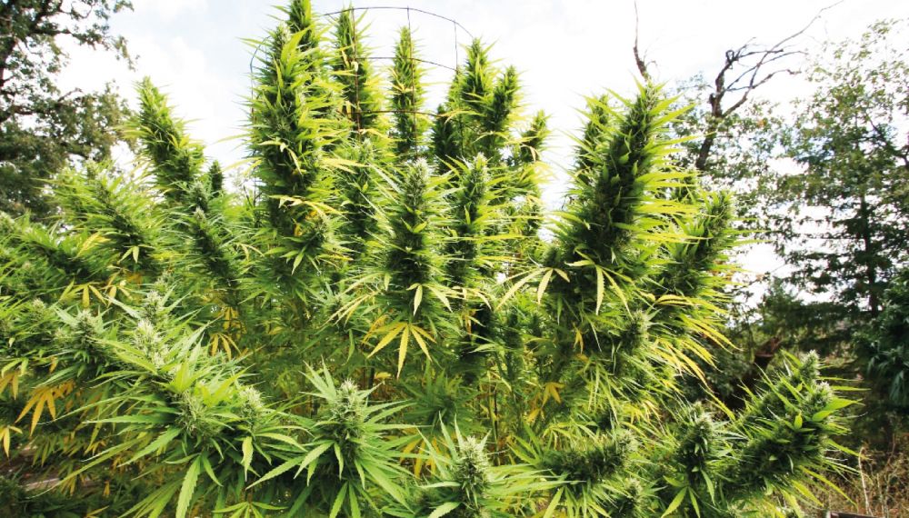 najwieksze zbiory outdoor nasiona odmian marihuany