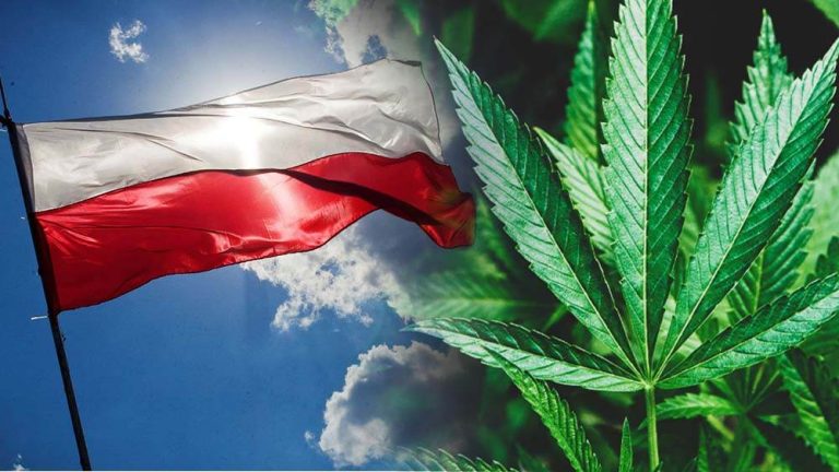 5g marihuany na własny użytek i 4 krzaczki w domu? Pakiet ustaw konopnych trafił dziś do Sejmu!