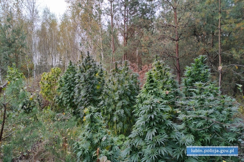 Lubin - policja odkryła plantację marihuany