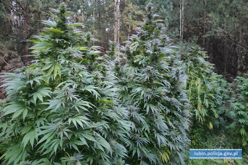 lubin uprawa marihuany w lesie