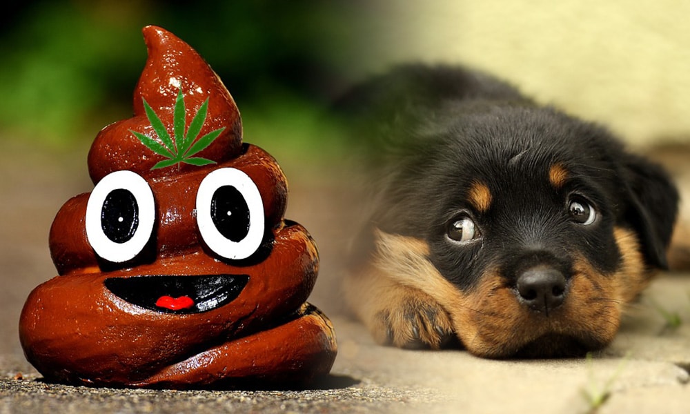Psy mogą odurzyć się THC po spożyciu kału użytkowników marihuany