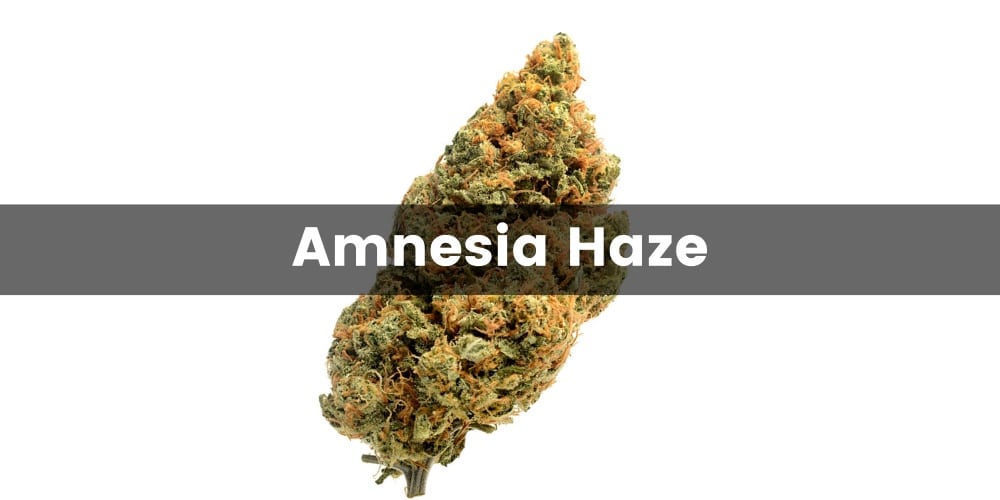 Amnesia Haze - opis, działanie i efekty popularnej odmiany marihuany