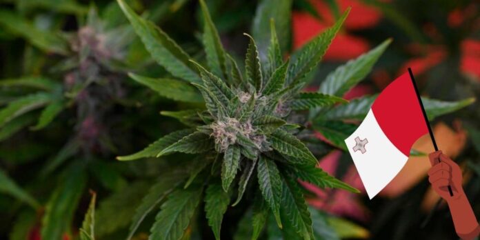 Malta legalizuje marihuane do użytku osobistego