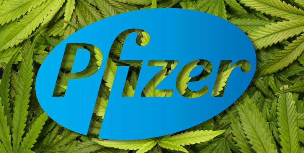 Pfizer kupuje firmę Arena z branży konopnej