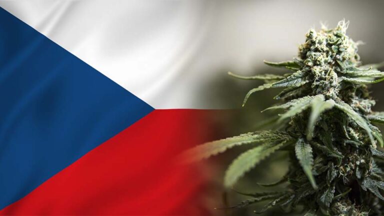 Czechy mogą wkrótce zalegalizować sprzedaż i uprawę marihuany