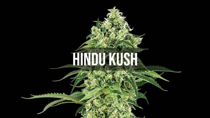 Hindu Kush