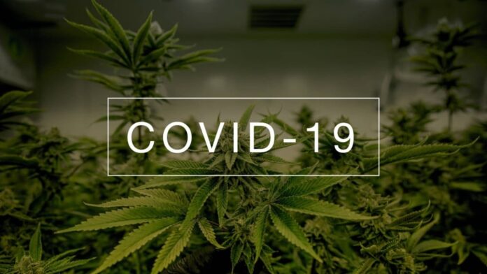 Marihuana lekiem na COVID-19