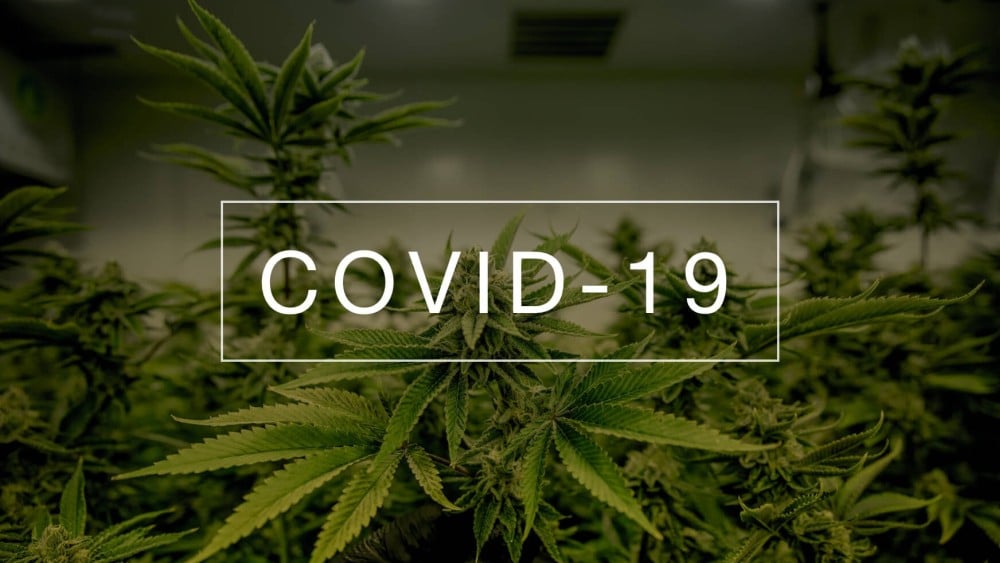 Marihuana lekiem na COVID-19