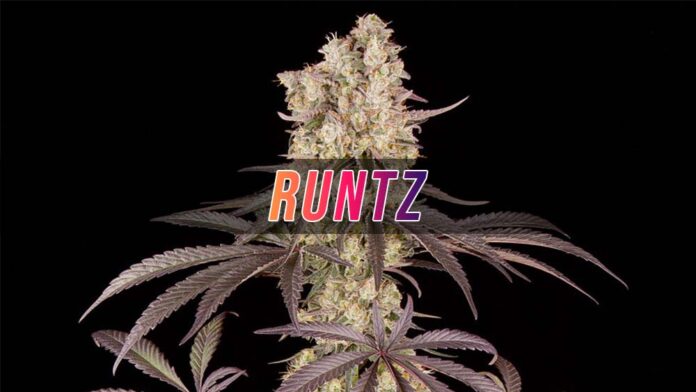 Runtz - odmiana marihuany