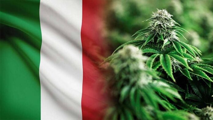 Włochy przeprowadzą referendum za legalizacją marihuany i grzybków psylocybinowych