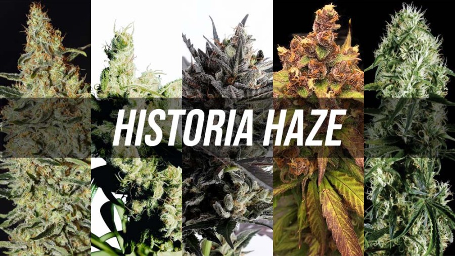 Historia odmian marihuany HAZE