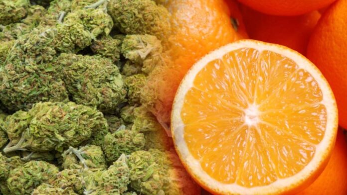 Marihuana w transporcie pomaranczy