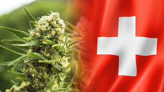 Pilotażowy program legalnej sprzedaży marihuany w Szwajcarii