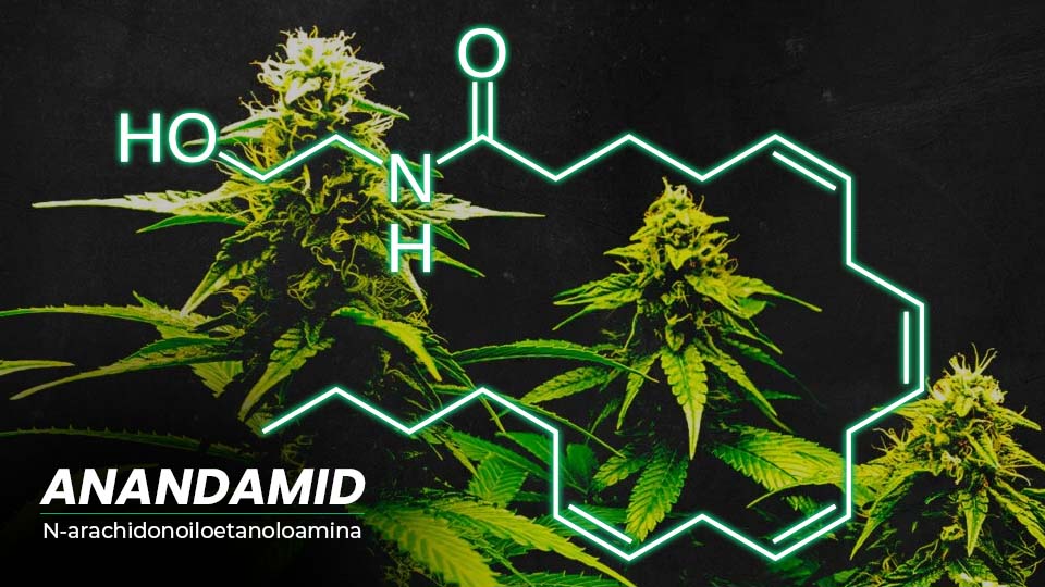Czym jest anandamid i jakie ma działanie?