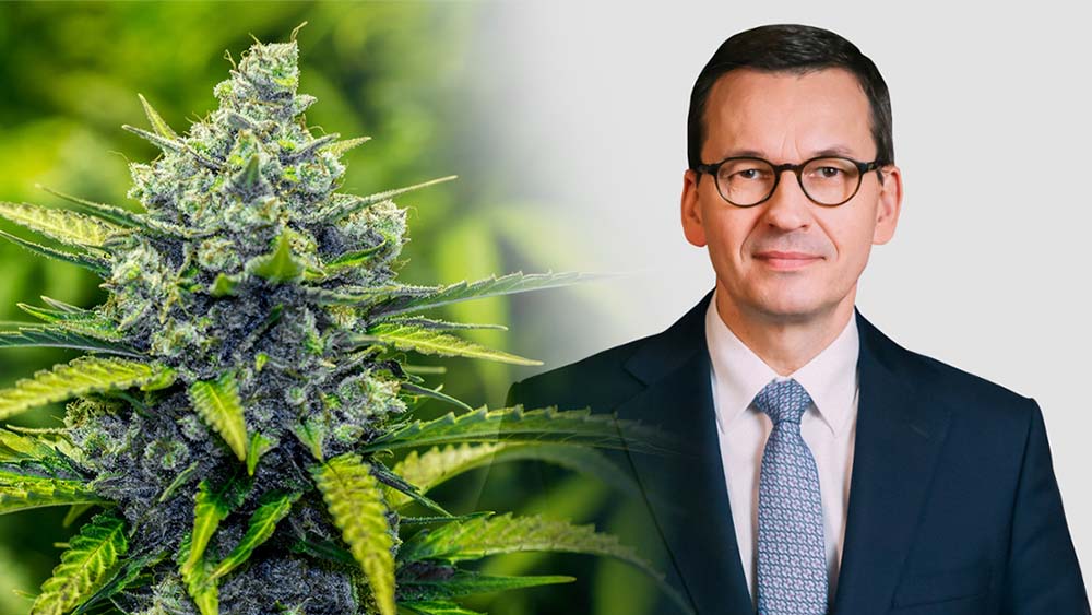 Premier Mateusz Morawiecki o legalizacji marihuany do celów rekreacyjnych