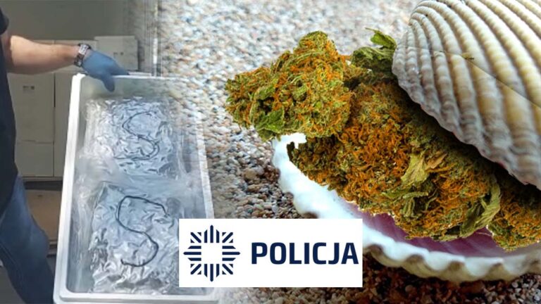 Warszawa: Przemycili w małżach 35kg marihuany z Hiszpanii