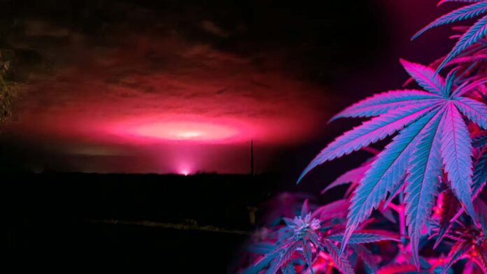 Różowe niebo w Australii rozświetliła uprawa marihuany