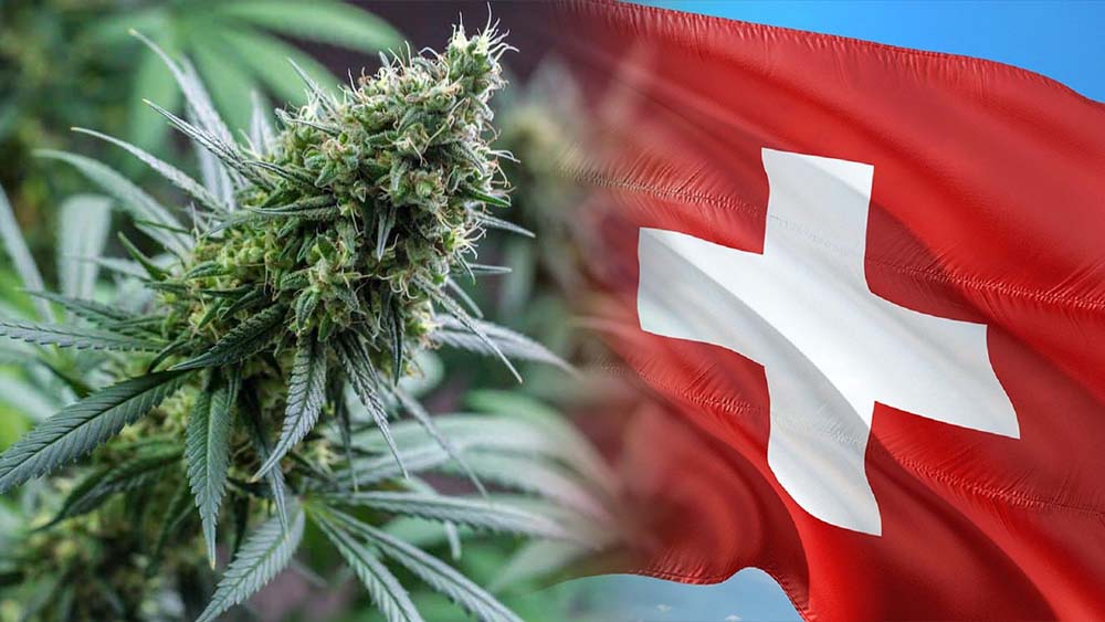 Szwajcaria - obywatele konsumują 56 ton marihuany rocznie
