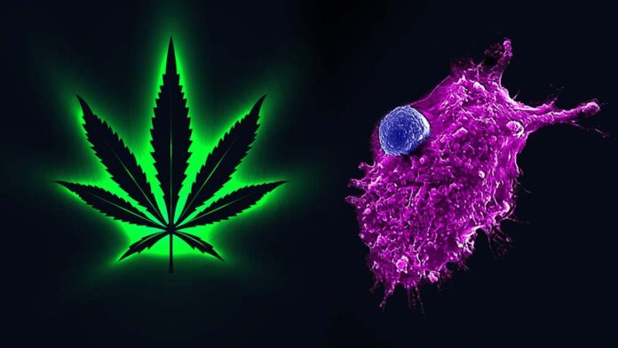 Medyczna marihuana vs rak wątrobowokomórkowy HCC