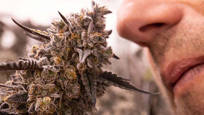 Użytkownicy marihuany mają mniej problemów z nosem i zatokami