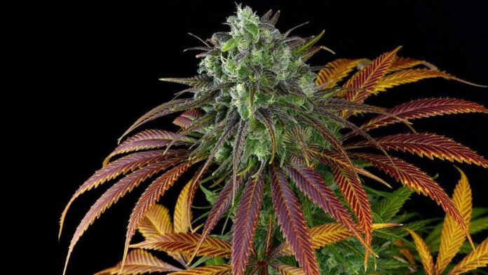 Anatomia rośliny konopi i marihuany