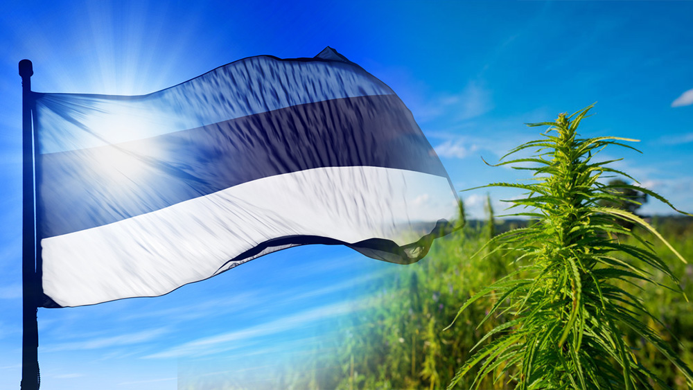 Estonia zwiększa dopuszczalne stężenie THC w konopiach