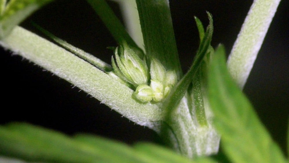 męska roślina konopi - oznaki