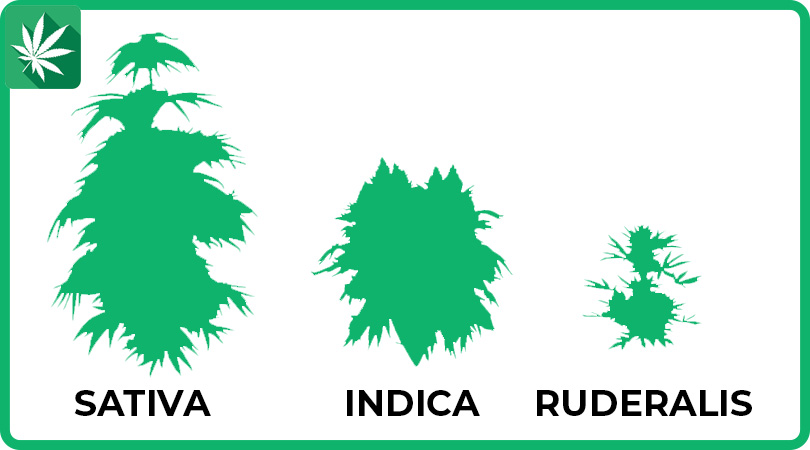Sativa - indica - ruderalis | Różnice w roślinach
