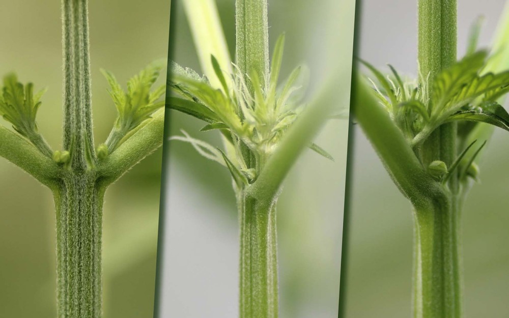 Żeńska roślina konopi - oznaki