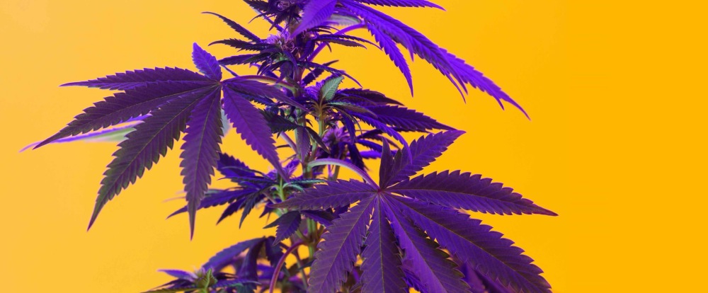 Kannaflawiny, takie jak antocyjany odpowiedzialne są za fioletowy kolor marihuany