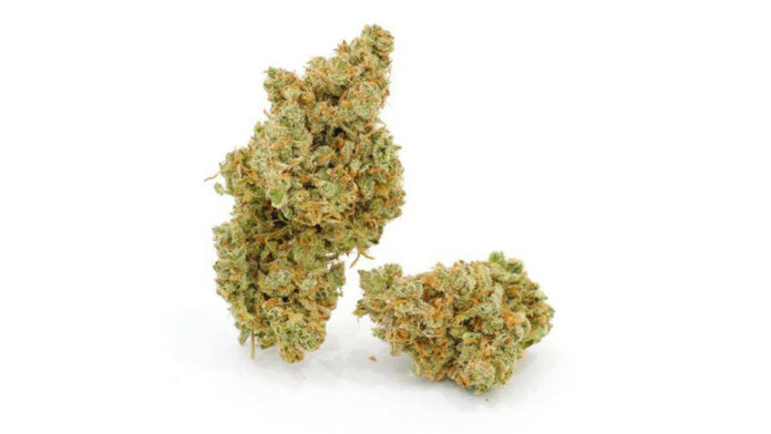 Jack Herer od Tilray (Cannabis Flos 18% THC, 1% CBD) - medyczna marihuana