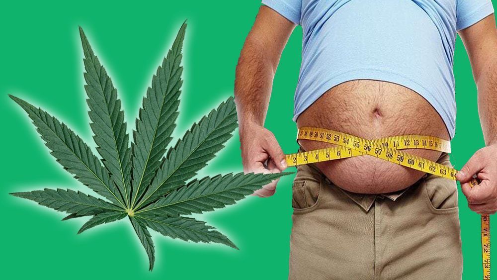 Legalizacja marihuany prowadzi do spadku otyłości